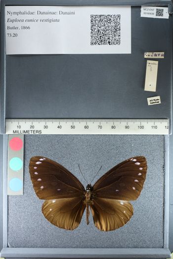 Media type: image;   Entomology 160639